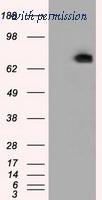 OriGene TA501192BM image 1