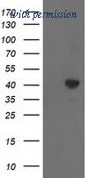 OriGene TA501221AM image 1
