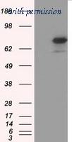 OriGene TA501277BM image 1