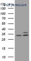 OriGene TA501385AM image 1