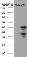 OriGene TA501514BM image 1