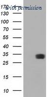 OriGene TA501515BM image 1
