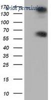 OriGene TA501528BM image 1