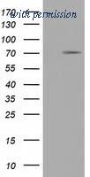 OriGene TA501551AM image 1