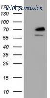 OriGene TA501559AM image 1