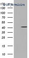 OriGene TA501621AM image 1