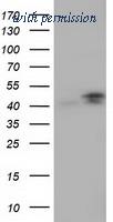 OriGene TA501687AM image 1
