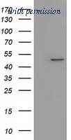 OriGene TA501742AM image 1