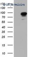 OriGene TA501760BM image 1