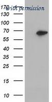 OriGene TA501761BM image 1