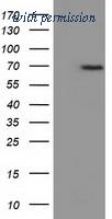 OriGene TA501794BM image 1