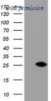 OriGene TA501811BM image 1