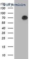 OriGene TA501814AM image 1
