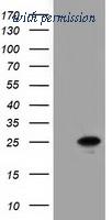 OriGene TA501819BM image 1