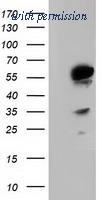 OriGene TA501822BM image 1