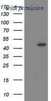 OriGene TA501861BM image 1