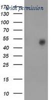 OriGene TA501878AM image 1
