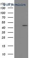 OriGene TA501879AM image 1