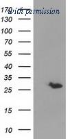 OriGene TA501881AM image 1