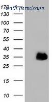 OriGene TA501918AM image 1