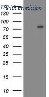 OriGene TA501938BM image 1