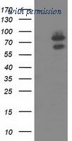 OriGene TA501939AM image 1