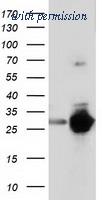 OriGene TA501960BM image 1
