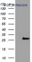 OriGene TA501973BM image 1