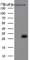 OriGene TA501978AM image 1