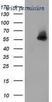 OriGene TA502057AM image 1