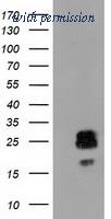 OriGene TA502060BM image 1