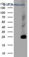 OriGene TA502062BM image 1