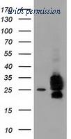 OriGene TA502063BM image 1