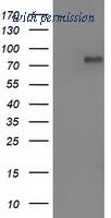 OriGene TA502067AM image 1