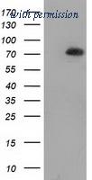 OriGene TA502085AM image 1