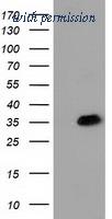 OriGene TA502159BM image 1