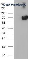 OriGene TA502169AM image 1