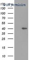 OriGene TA502195AM image 1