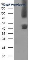 OriGene TA502217AM image 1