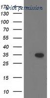 OriGene TA502227AM image 1