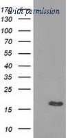 OriGene TA502236AM image 1