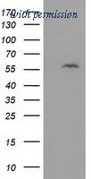 OriGene TA502258BM image 1