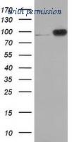 OriGene TA502305AM image 1