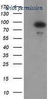 OriGene TA502312AM image 1