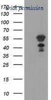 OriGene TA502344BM image 1