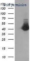 OriGene TA502443BM image 1