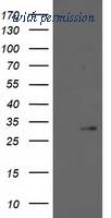 OriGene TA502452BM image 1