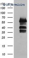 OriGene TA502473AM image 1