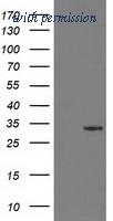 OriGene TA502484BM image 1
