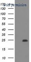 OriGene TA502488AM image 1
